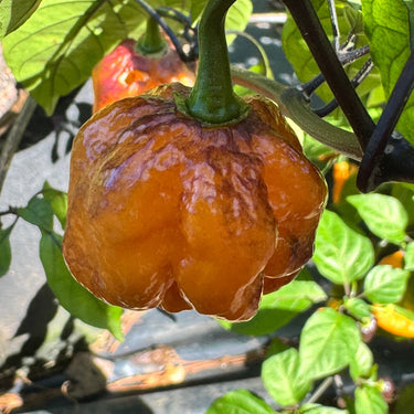 Pockmark Orange - Seeds - The Pepper Pantry (Formerly Marie Sharp's)